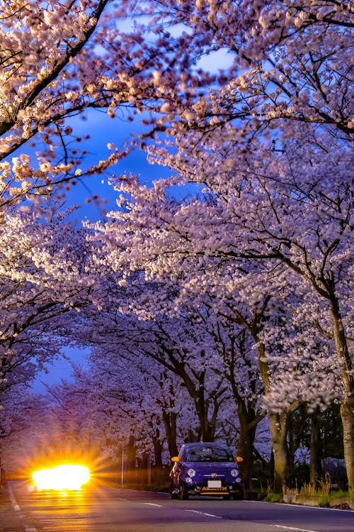 アバルト 595のdiscover＿ct・桜はいいよな(〃´ω`〃)・縦構図はいいかも( *´艸｀)・桜とコラボ🌸・ウニはいいよな(*´-`)に関するカスタム事例の投稿画像5枚目