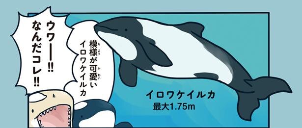 水族館のイルカってどんなイメージ 水族館が好きすぎて 1 Trill トリル