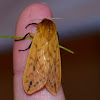 Isabella Tiger Moth