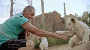 Mauled by Lions thumbnail