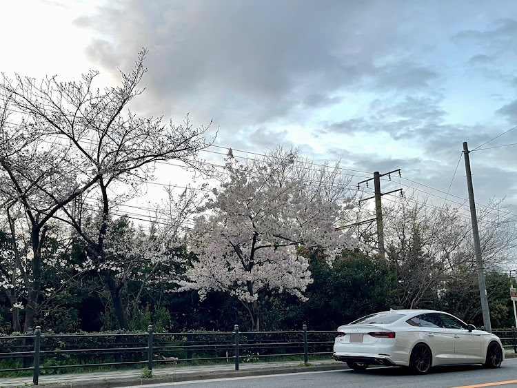 S5 スポーツバックの朝焼けの桜・インフルエンザに注意・寝たきり生活・春の訪れに関するカスタム事例の投稿画像3枚目