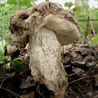 Slate bolete/Harde populierboleet