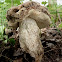 Slate bolete/Harde populierboleet