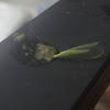 Green lacewing