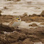 Horned Lark