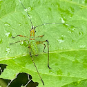 Fork Tailed Bush Katydid