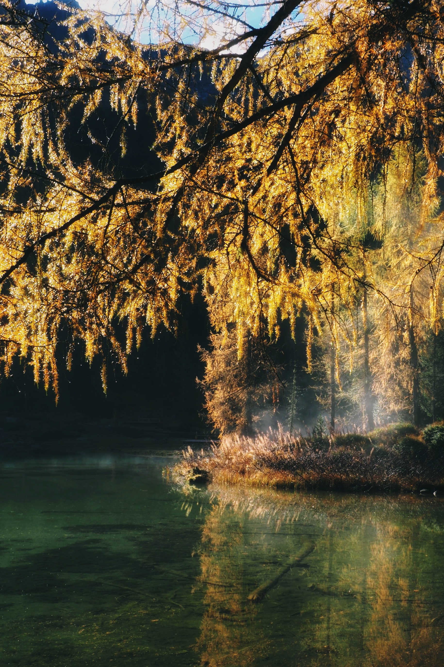 Nebbia e giallo di Stefifoto