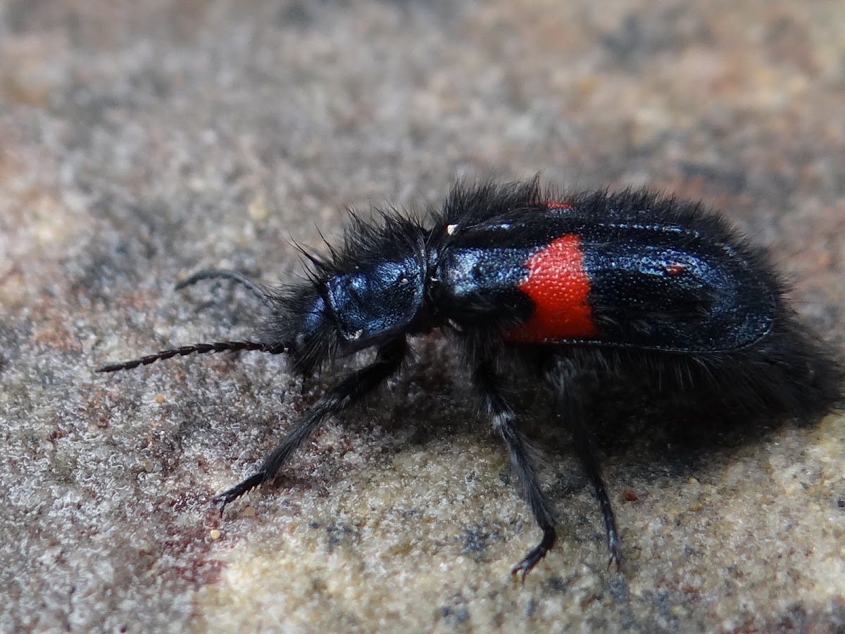 Páramo Pollen Beetle