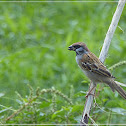 Eurasian Tree Sparrow 麻雀