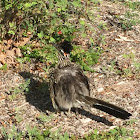 Roadrunner