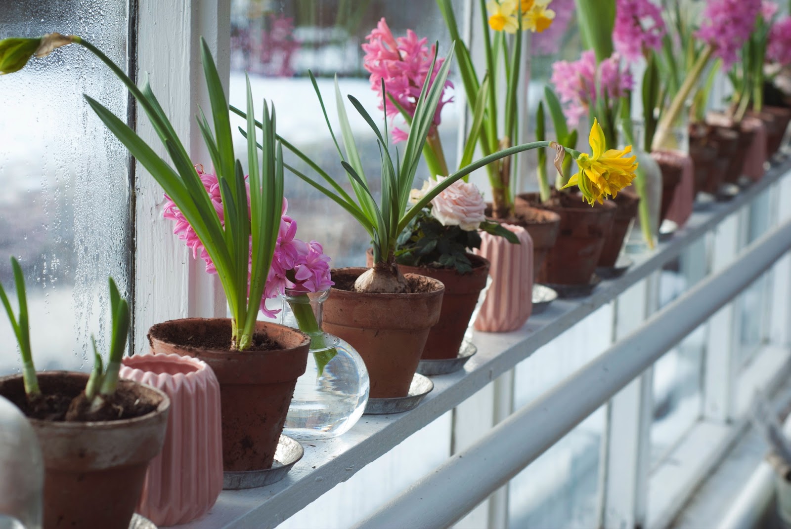 Img: Spring flower garden on a windowsill - by Gemma Evans on Unsplash