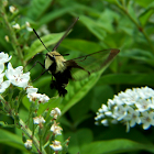 Snowberry Clearwing