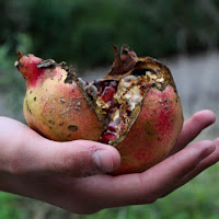 Punica granatum di 