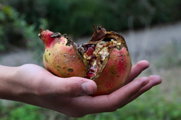 Punica granatum di sara.ceradini