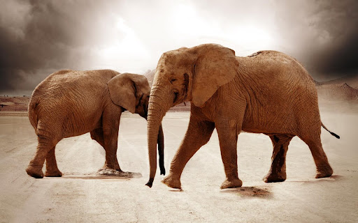 Majestic Elephants Roam Freely Under a screenshot 2