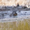 Black Redstart; Colirrojo Tizón