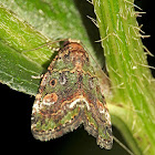 Small Mossy Lithacodia Moth