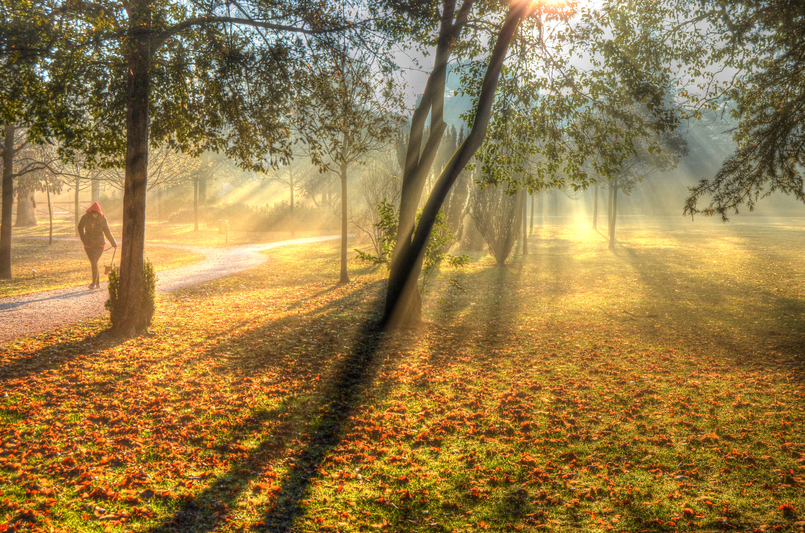 Controluce in autunno di niro