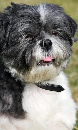 Shih Tzu Wallpaper