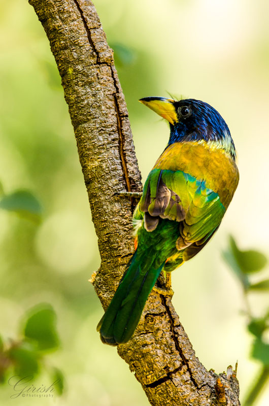 Great Barbet