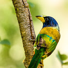 Great Barbet