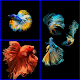 Download Free Betta Fish Live Wallpaper for Android For PC Windows and Mac 1.1