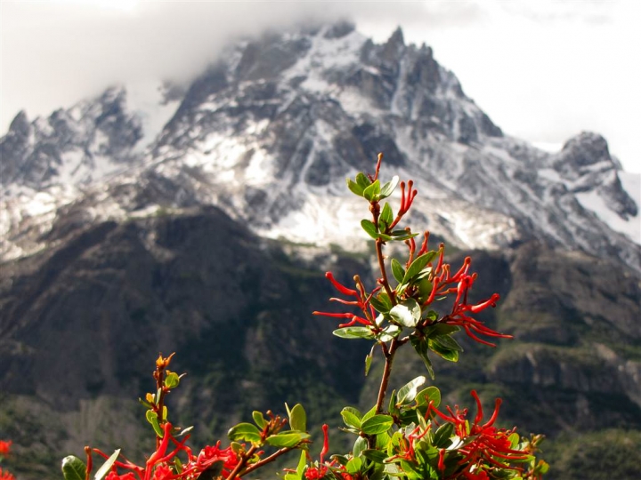 Fiore di montagna di leorol