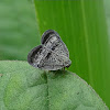 Planthopper