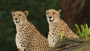 Chilled-Out Cheetahs thumbnail