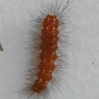 Spotted oleander moth(larvae)