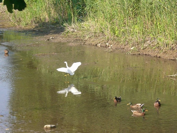 In volo... di peperino