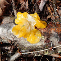 Jelly Fungi