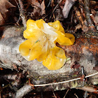 Jelly Fungi