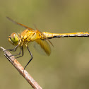 Band-winged Meadowhawk