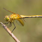 Band-winged Meadowhawk