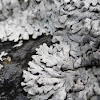 Blue-gray Rosette Lichen