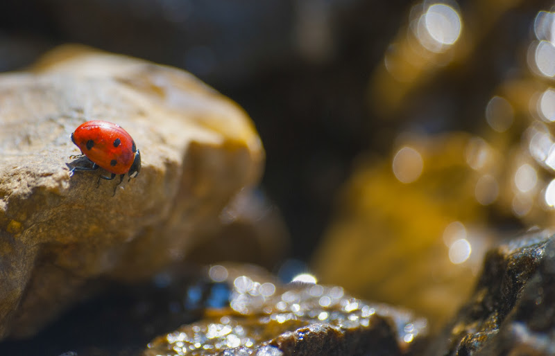 Coccinella di dylan70