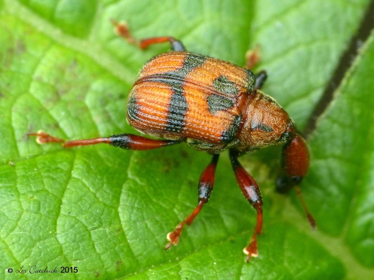 Leaf-rollig weevil