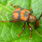 Leaf-rollig weevil