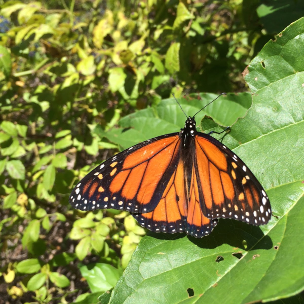 Monarch Butterfly