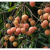 Litchi chinensis 荔枝