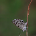 African Babul Blue