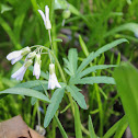 cutleaf toothwort