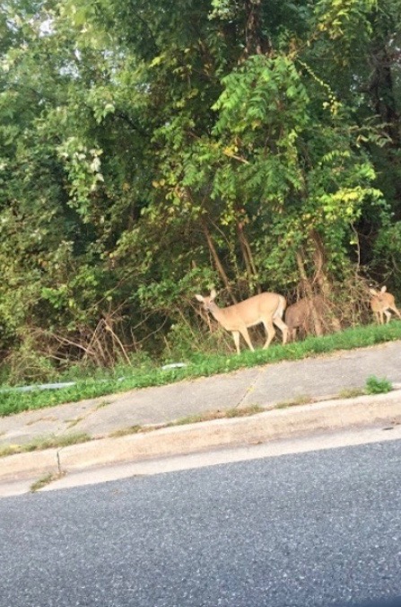 White-tailed Deer