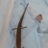 Jollyville Plateau Salamander