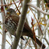 Fox Sparrow