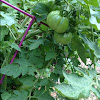 Overgrown Tomato mix