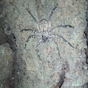 wall crab spider