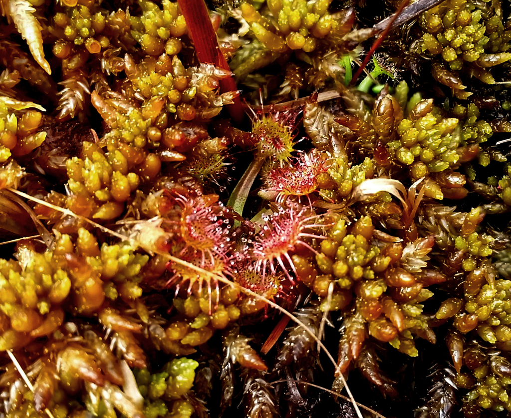 Round-Leaved Sundew