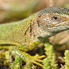 European green lizard